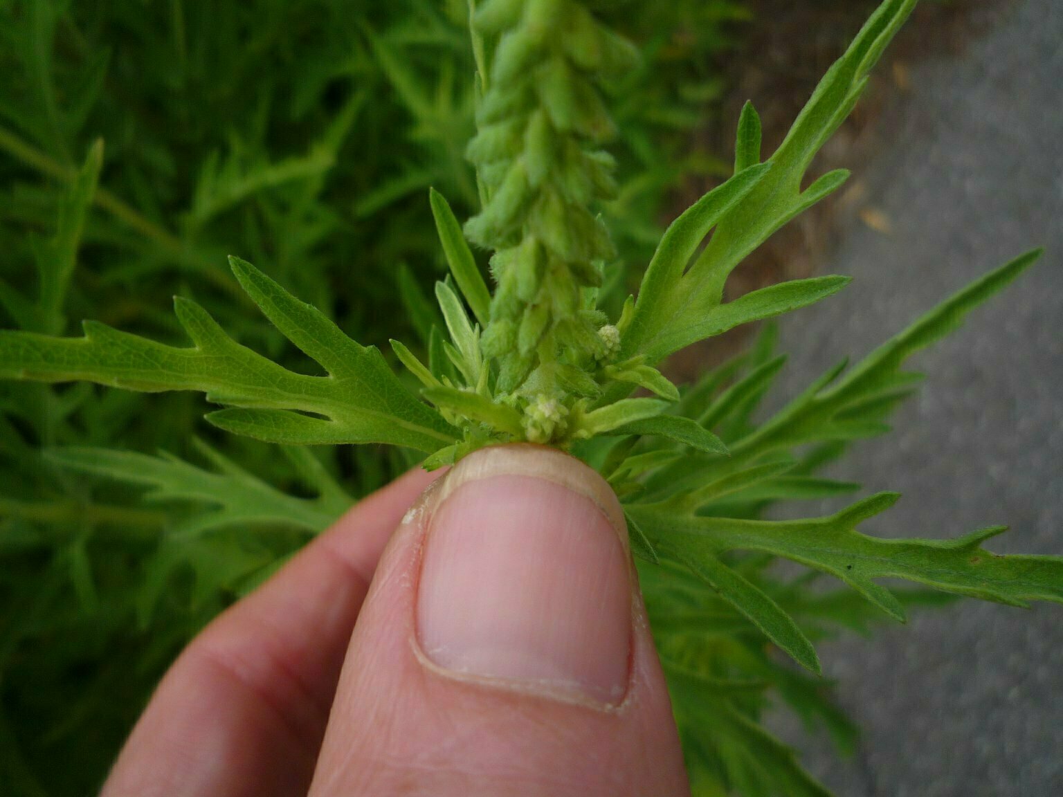 High Resolution Ambrosia psilostachya Bud